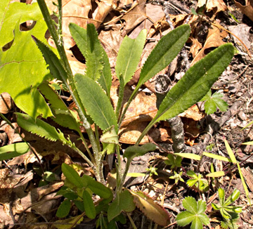 grleaf